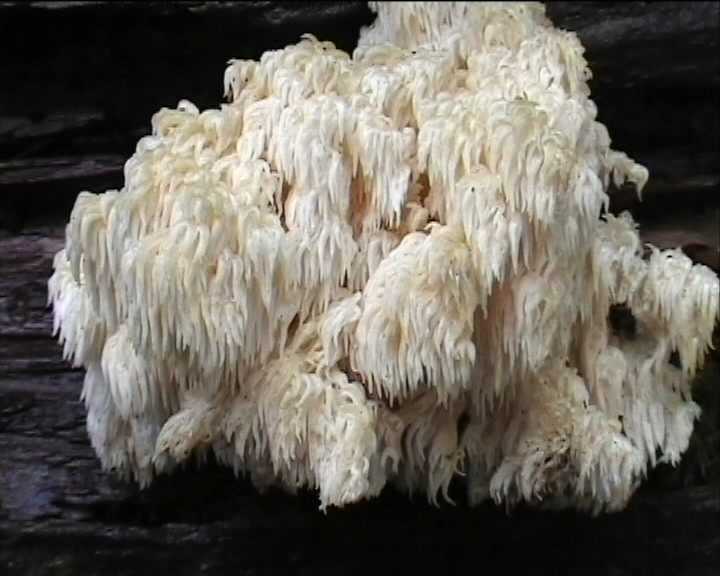 Hericium coralloides  (Scop.:Fr.)  pers.